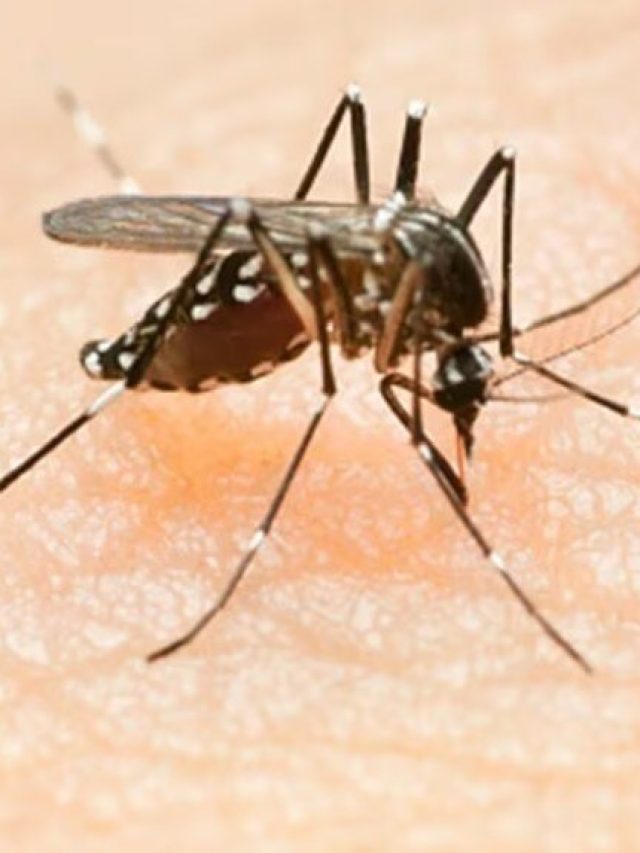 ডেঙ্গি হলে বাড়িতে থেকেই কী কী করবেন? জানাটা জরুরি