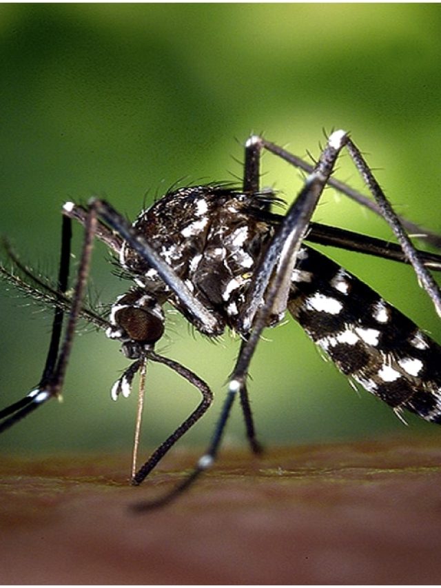 ডেঙ্গিতে রেহাই পেতে পারেন, ৫ ঘরোয়া টোটকা রইল