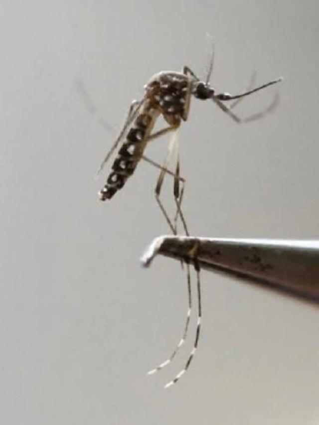 ডেঙ্গির মশা কেমন দেখতে, কখন কামড়ায় জানেন?