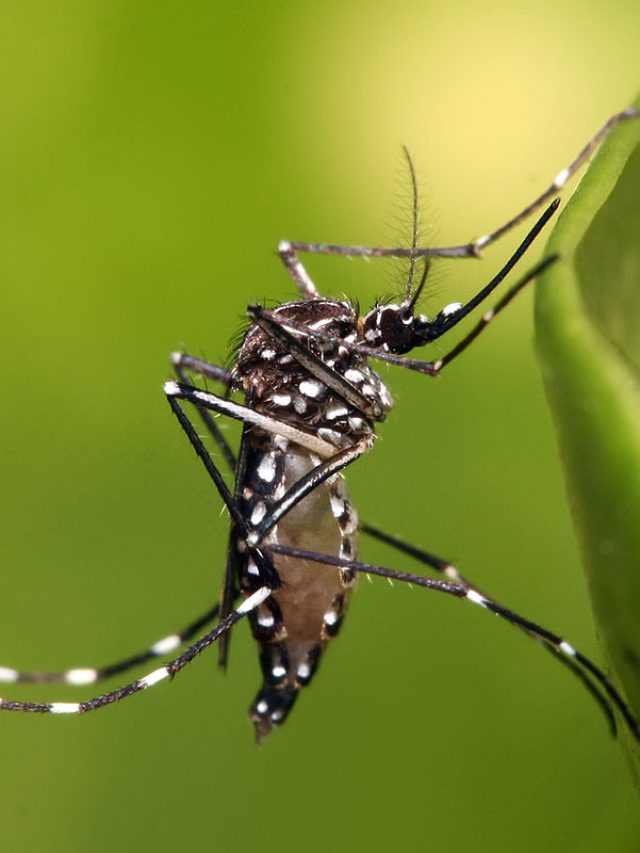 এই ৫ গাছ মশার যম, ঘরে রাখলে ধারেকাছে ঘেঁষে না