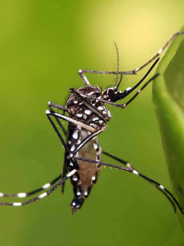 কেমিক্যাল ধূপে হতে পারে ক্যানসারও! মশা তাড়ান এই সহজ উপায়ে