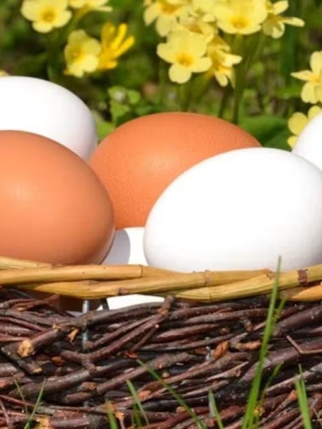 দেশী নাকি ব্রয়লার, কোন ডিম বেশি স্বাস্থ্যকর?