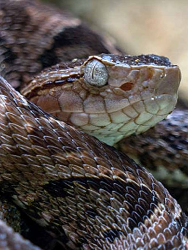 বাড়িতে এই গাছগুলো রাখলে সাপ আসবে না!