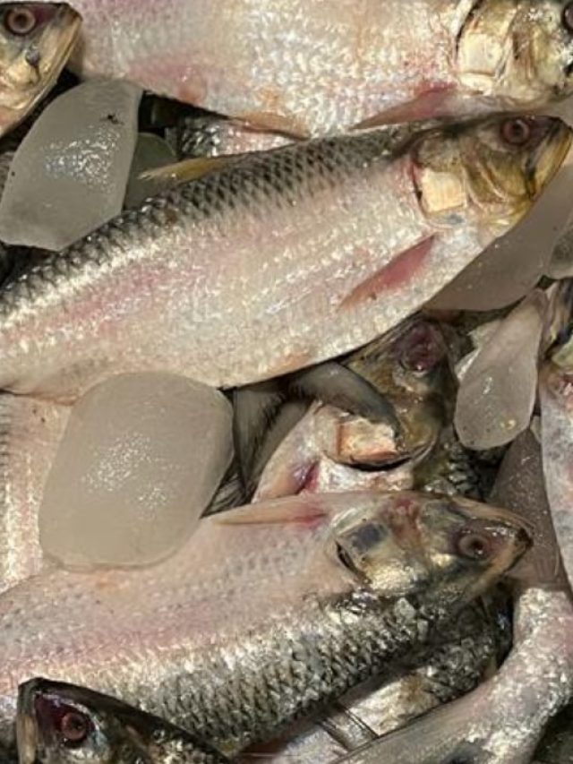 বাজারে নকল ইলিশ! চিনবেন কী ভাবে?