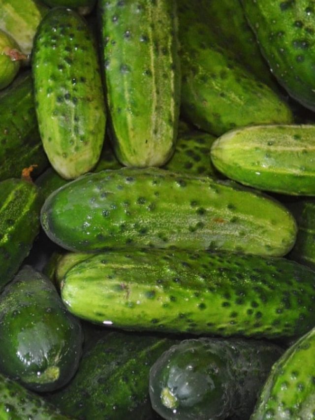 খালি পেটে  শসা খেলে মেলে ৫ স্বাস্থ্য সমস্যা থেকে মুক্তি