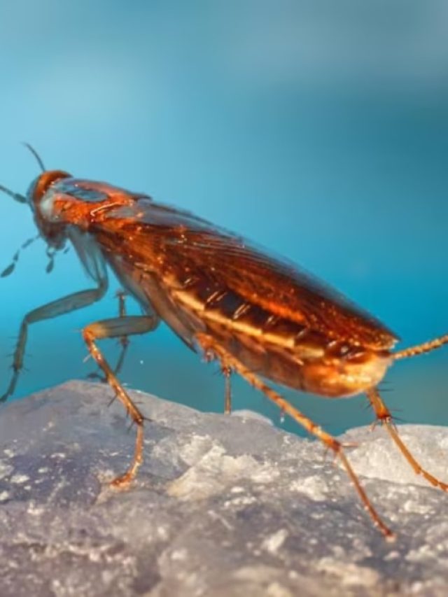 রান্নাঘরে ছোট আরশোলার জ্বালায় অস্থির? এই উপায়ে ২ দিনে পালাবে