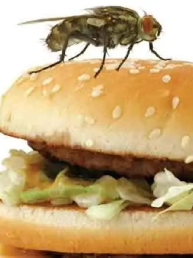 রান্নাঘর থেকে মাছি তাড়ান এই সহজ উপায়ে