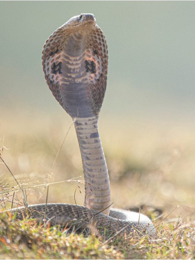 মরা সাপের এই অংশেও বিষ থাকে, শরীরে ঢুকলে মরতে পারেন