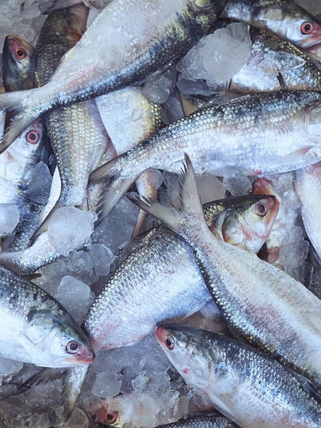 চন্দনা-খয়রা কিনে ঠকবেন না, তাজা-আসল ইলিশ চেনার ১০ উপায়