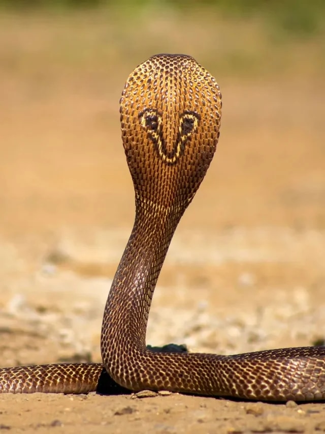 কার্বলিক অ্যাসিড কিনবেন না, রান্নাঘরের আমিষ গন্ধেই ল্যাজ গুটিয়ে পালাবে সাপ