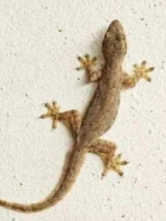 গা ঘিনঘিন করা টিকটিকি বিদায় নেবে, জেনে রাখুন এই ৩ টোটকা