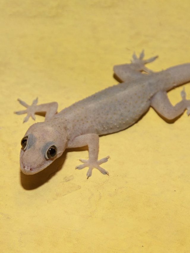 ঠাকুরঘরে টিকটিকি দাপিয়ে বেড়াচ্ছে? কীসের ইঙ্গিত বুঝলে 'থ' হয়ে যাবেন