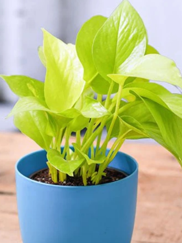 খবরদার! ভুলেও কখনও এই মানিপ্ল্যান্ট বাড়িতে লাগাবেন না