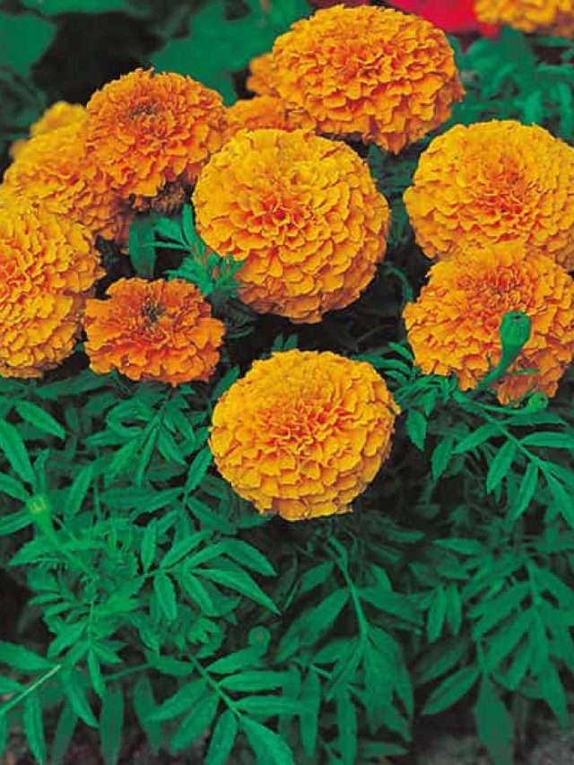 গাছের ম্যাজিক খাবার! মাসে ১ বার দিলে গাছ ভরবে গাদা গাদা গাঁদায়