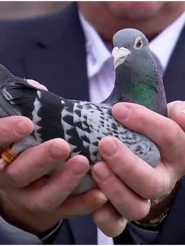 এই একটা পায়রার দাম ১৪.৫ কোটি টাকা!