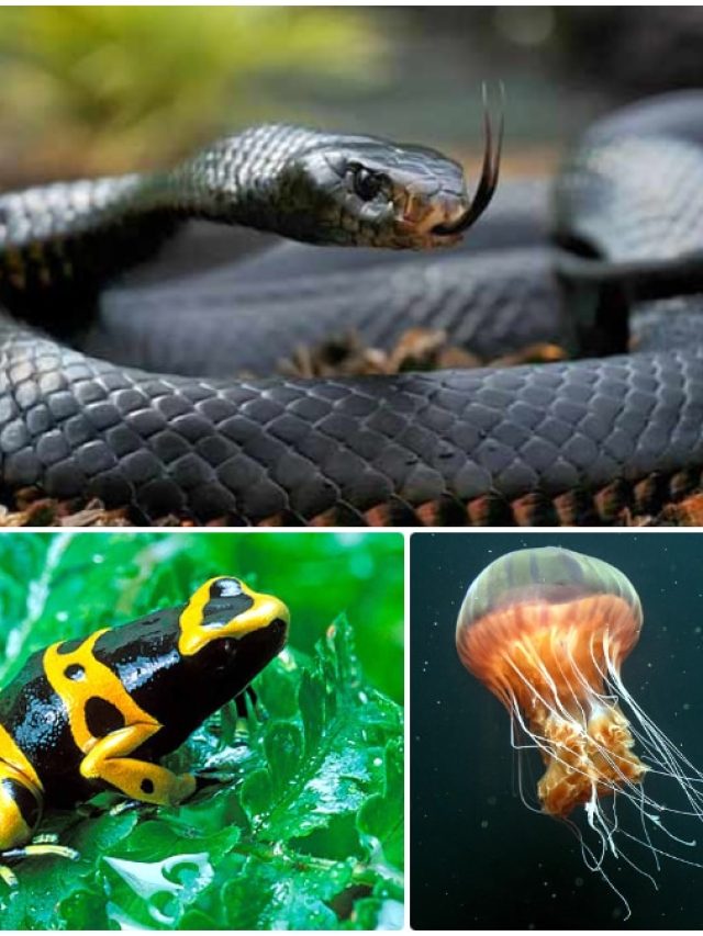 ব্ল্যাক মাম্বা নয়, এই প্রাণীর বিষে একসঙ্গে মরবে ২০ জন