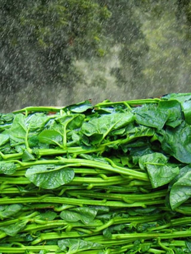 বর্ষায় শাক খাওয়াটা খারাপ? ডায়েটিশিয়ান কী বলছেন জানুন