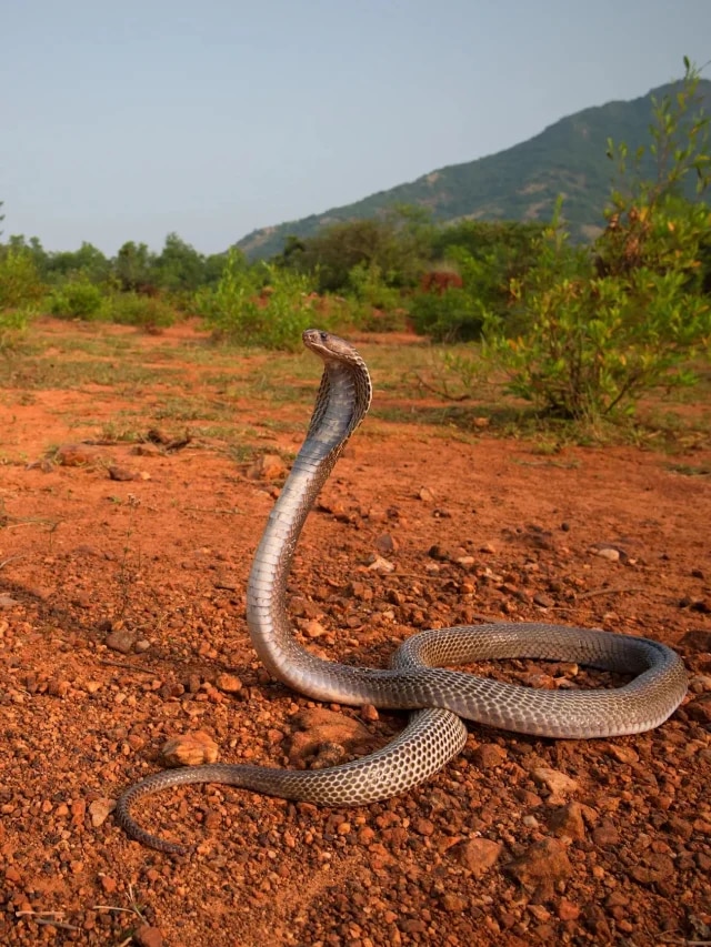 সাপ কি সত্যিই শীতঘুম দেয়? সত্যিটা জানলে অবাক হবেন