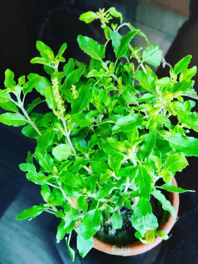 ঘরেই তৈরি করুন এই সার, চনমনে-পাতাবাহার তুলসী গাছ