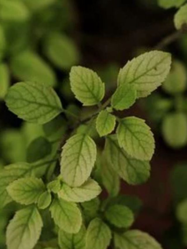 কখনও চিবিয়ে খেতে নেই তুলসী পাতা, কেন জানেন?