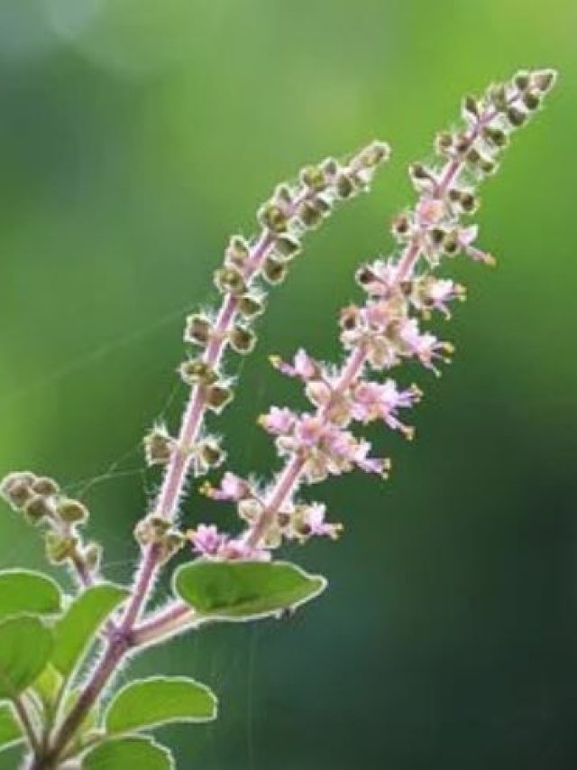 তুলসী গাছের এই এক জিনিসের টোটকায় হবে ধনলাভ