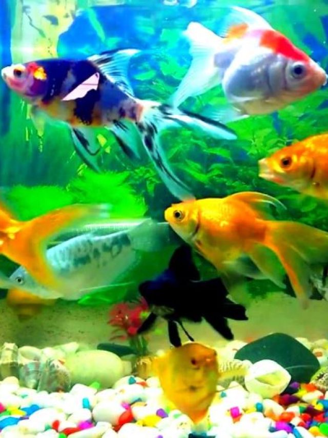 ভুল জায়গায় অ্যাকোয়ারিয়াম, বাড়বে অশান্তি-দারিদ্র