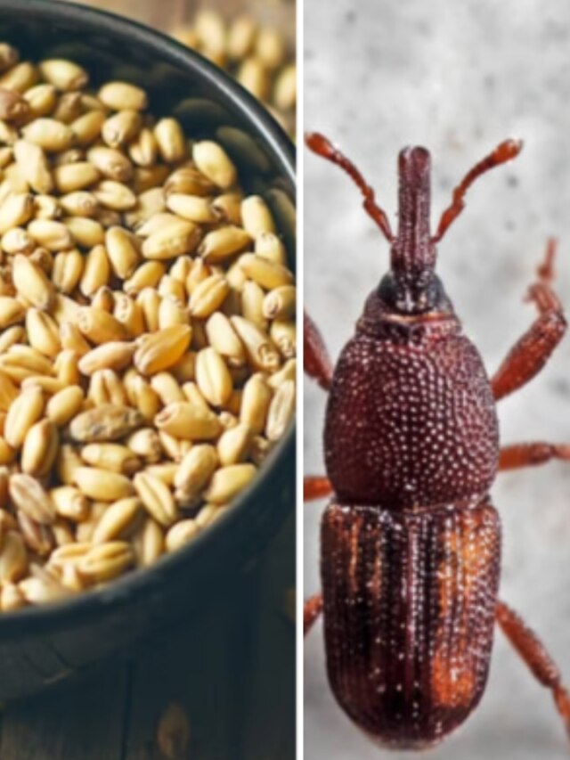 গমের ধারেকাছেও ঘেঁষবে না পোকা, রইল ৫ উপায়