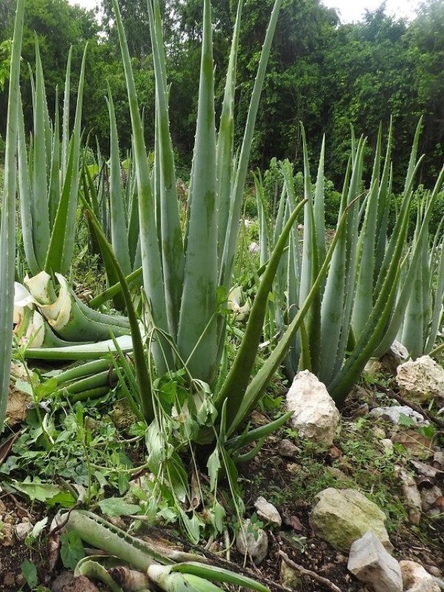 বাড়িতে আছে এই গাছ? তাহলে সুস্বাস্থ্য আপনার হাতের মুঠোয়