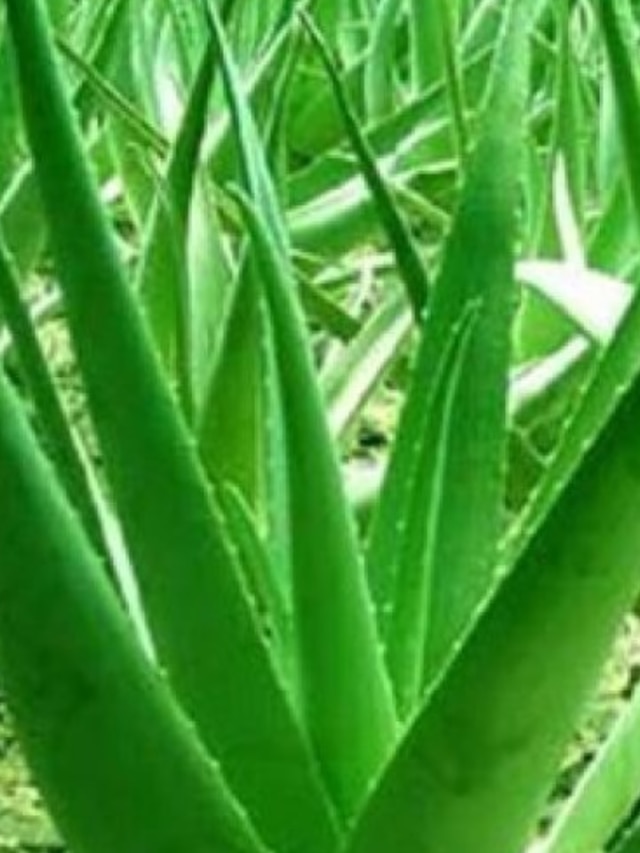 মুখে অ্যালোভেরার রস লাগাচ্ছেন? ঠিক নাকি ভুল?