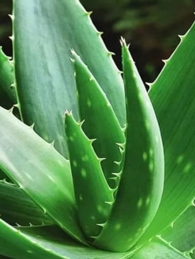 বাড়ির এই দিকে রাখতে হবে অ্যালোভেরা গাছ, ঘুমন্ত ভাগ্য দৌড়াবে 