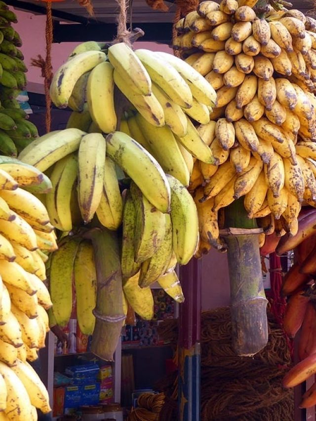 সিঙ্গাপুরী না কাঁঠালি, কোন কলা বেশি উপকারী?