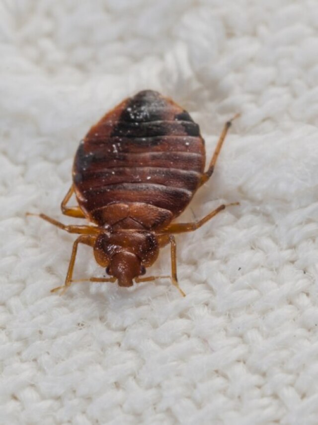 এই ৮ ঘরোয়া উপায়ে তাড়ান ছারপোকা, চিরকালীন মুক্তি