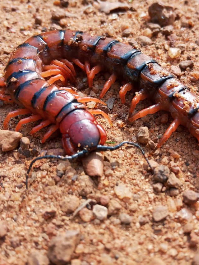 বাড়িজুড়ে তেঁতুল বিছের উপদ্রব? এই পাউডারে একটাও টিকবে না