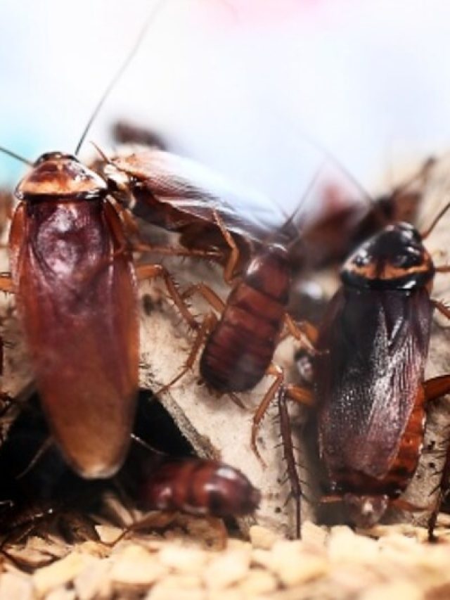 রান্নাঘর থেকে ঠাকুরঘর, আরশোলায় নাজেহাল? ৫ টোটকায় দু'দিনে পালাবে