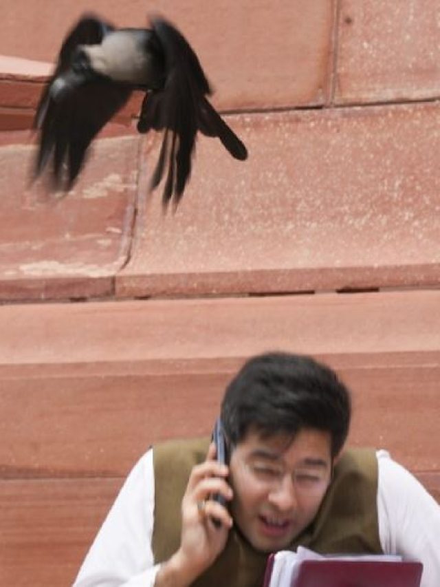 আপ সাংসদের মাথায় সজোরে কাকের ঠোকর, ছবি VIRAL