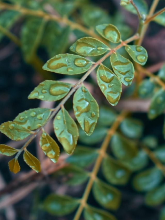 সকালে খালি পেটেই খান এই পাতা, দারুণ উপকার