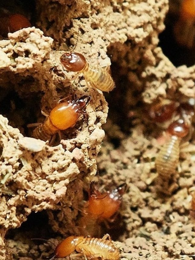 উই পোকার উপদ্রব ঘুচবে চিরতরে, রইল সহজ টোটকা