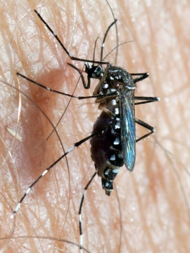 হু হু করে বাড়ছে ডেঙ্গি, ভুলেও খাবেন না এই ৩ খাবার