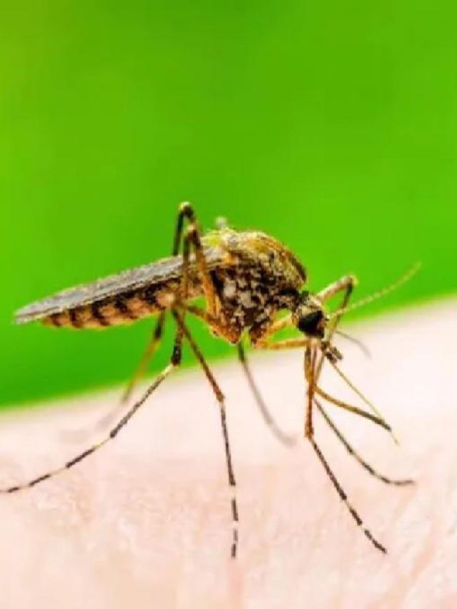 বর্ষায় বাড়ে ডেঙ্গু-ম্যালেরিয়ার ঝুঁকি, এসব টিপস মেনে সুস্থ থাকুন