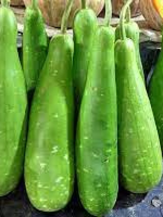 GK Question: কুচো চিংড়িতেই জমে, বলুন তো লাউয়ের ইংরেজি কী?