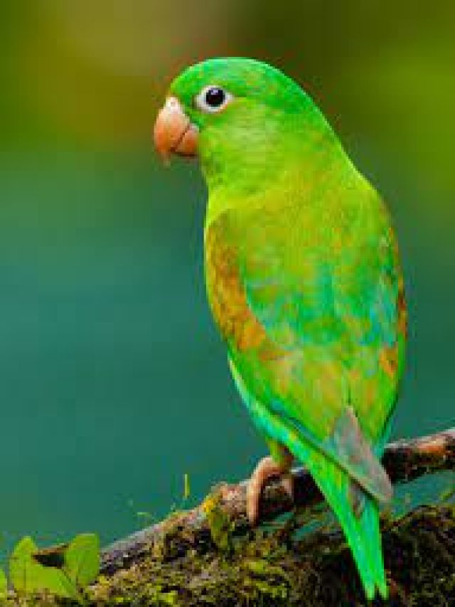 বাড়িতে এসব প্রাণীর আসা শুভ লক্ষণ, লক্ষ্মীর কৃপায় পাবেন অঢেল সম্পদ