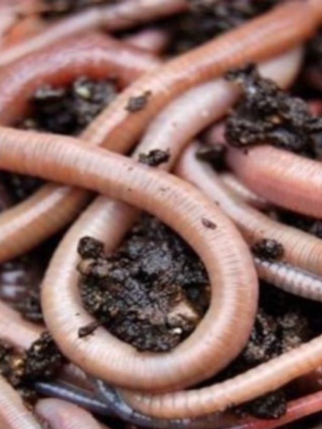 বর্ষায় বাড়িতে কেঁচোর উপদ্রপ, ৪ টোটকায় মুক্তি