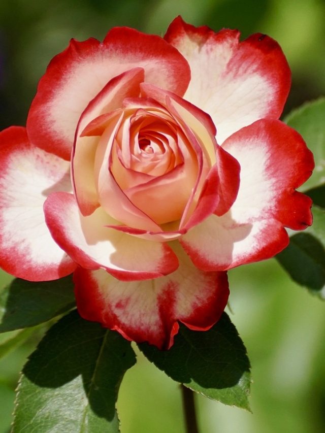 এই ভুলগুলি করলে গাছ বাঁচে না, টিপস দিলেন ফুলচাষী