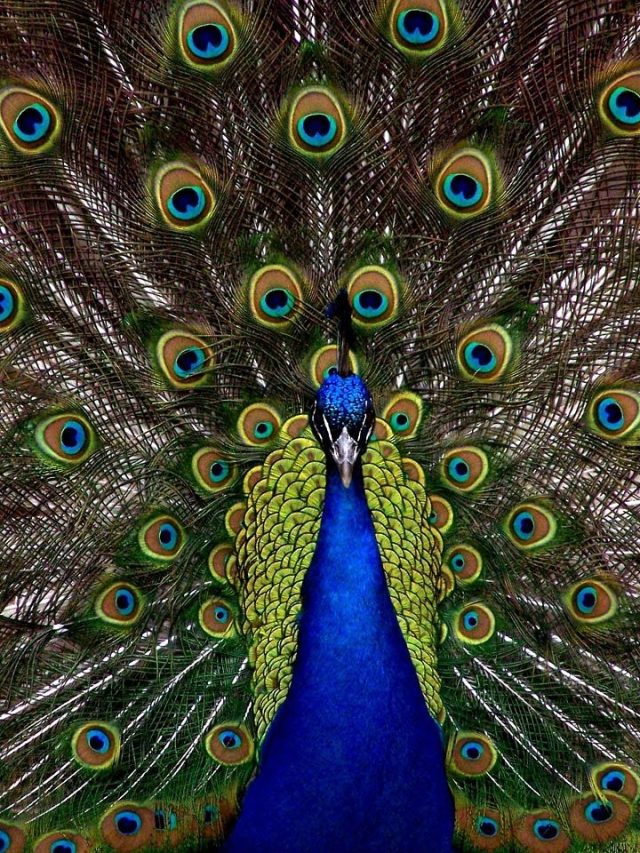 টাকা আনে-শান্তি দেয় ময়ূরের পালক, বাড়ির কোন দিকে রাখবেন?