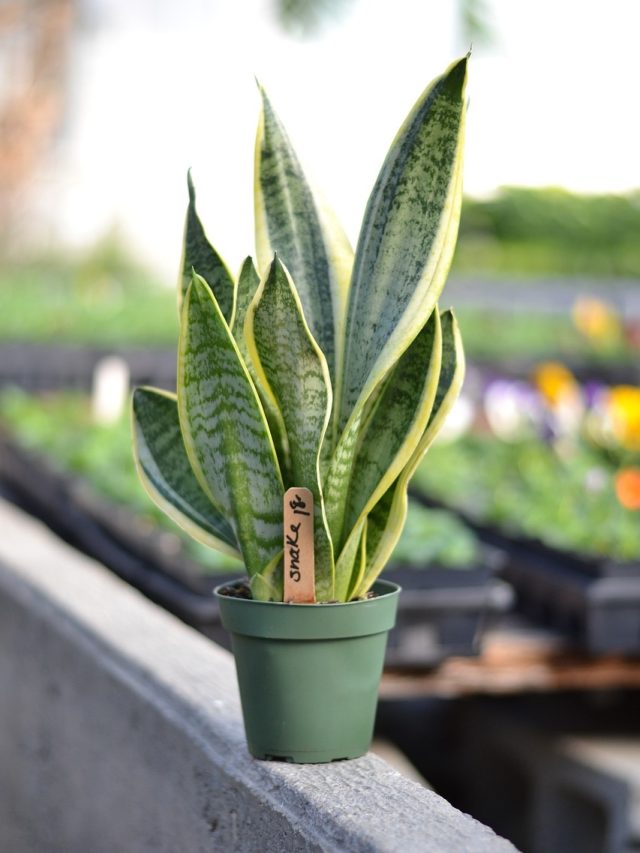 বাড়িতে রাখুন এই গাছগুলি, রাতেও দেবে অক্সিজেন