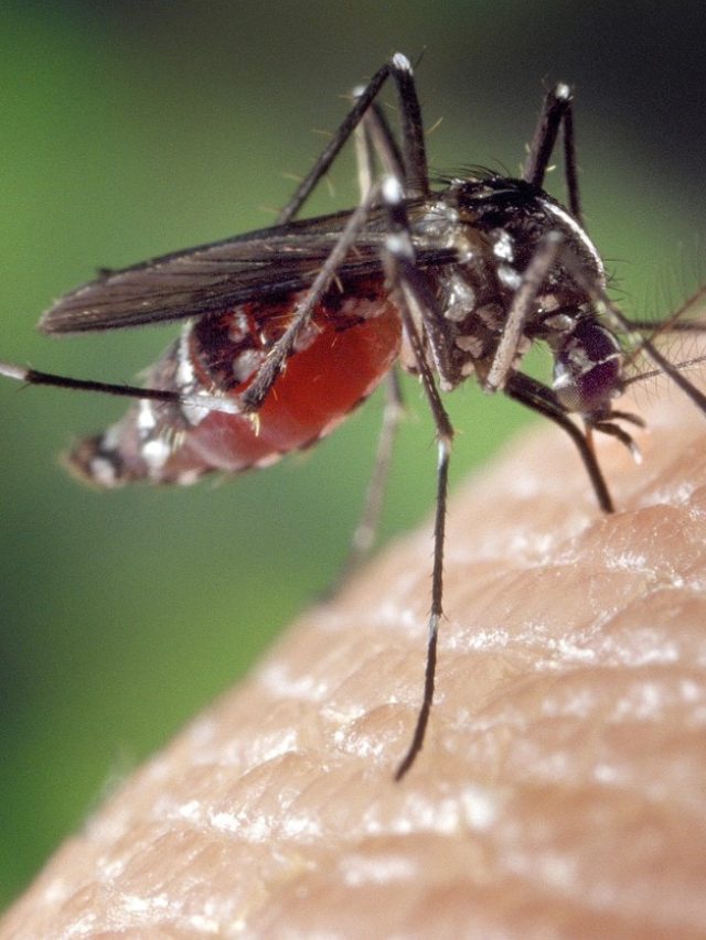 মশার কামড় থেকে বাঁচার মোক্ষম সব  উপায়