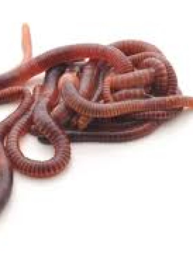 রান্নাঘরে কেঁচো আসছে? এসব ঘরোয়া উপায়ে তাড়ান