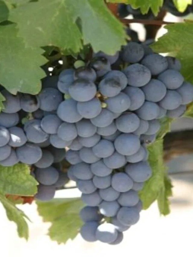 ক্যান্সার হয়েছে? এই ফল 'মিরাকল' ঘটাতে পারে