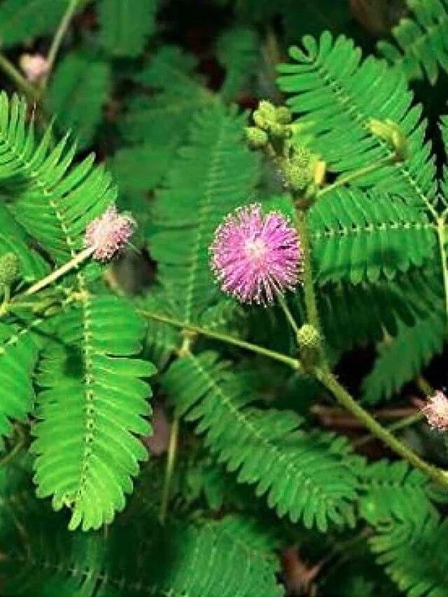 কোটিপতি হবেন, যদি লাগান লজ্জাবতী