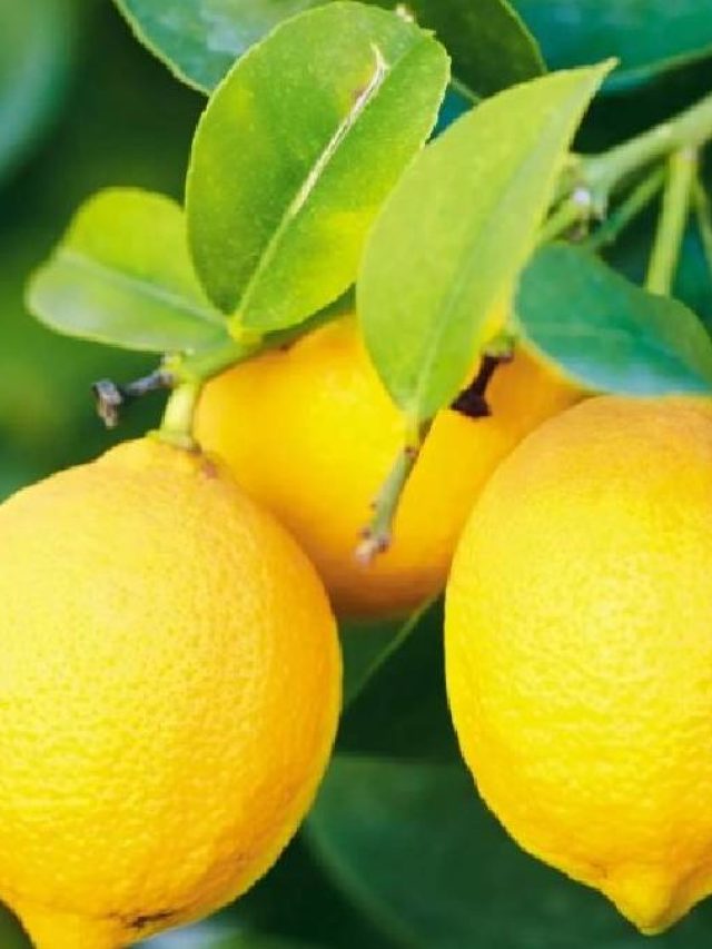 স্বাস্থ্যের জন্য উপকারী লেবু, তবে এই ভুলগুলি করবেন না